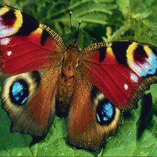 Схема вышивки «махагон»