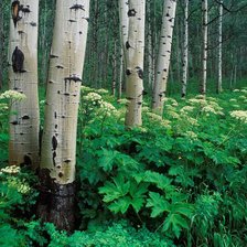 Схема вышивки «лес»