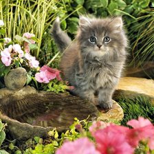 Схема вышивки «котенок»