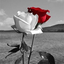 Схема вышивки «Две розы»