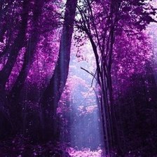 Схема вышивки «Чарующий лес»