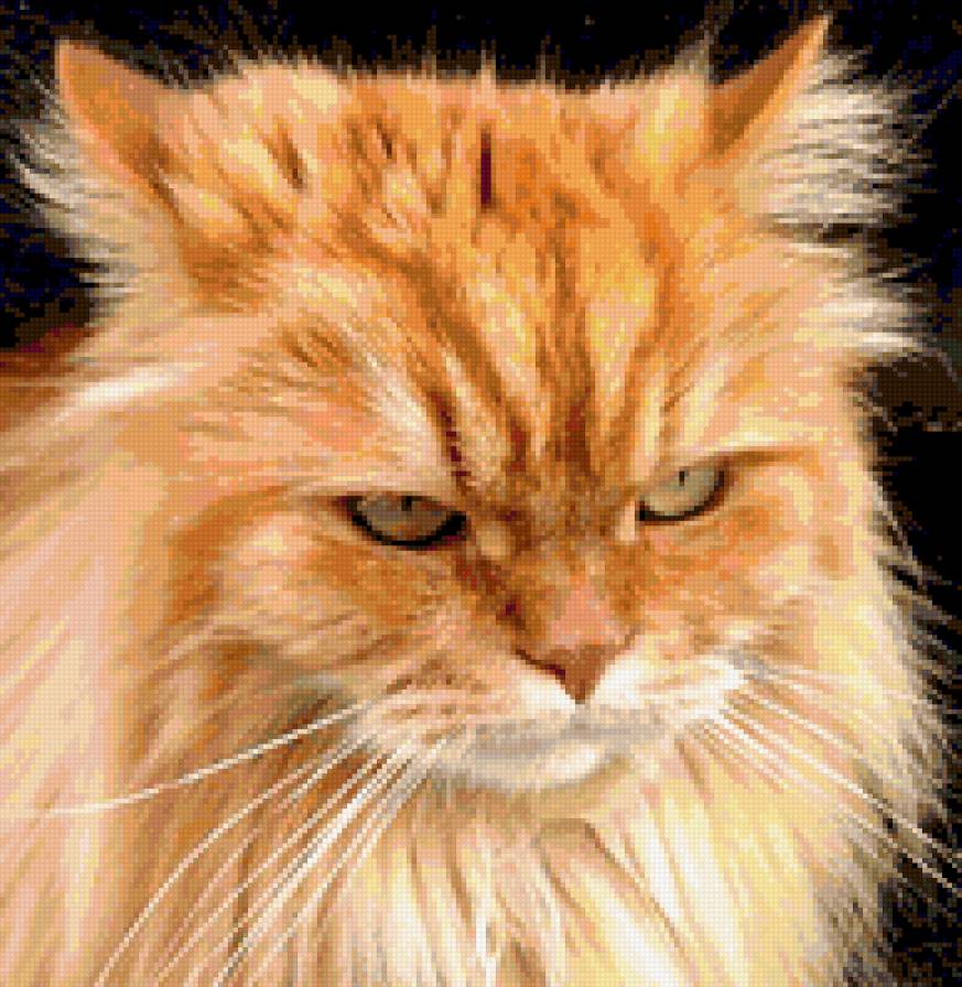 рыжий котяра - кошки - предпросмотр