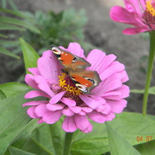 Схема вышивки «цветок и бабочка»