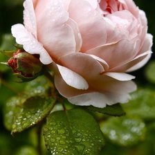 Схема вышивки «Розочка»