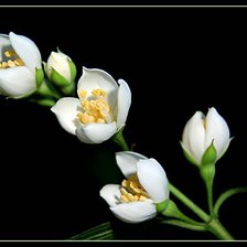 Схема вышивки «Нежные белые цветы»