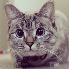 Схема вышивки «Котик»