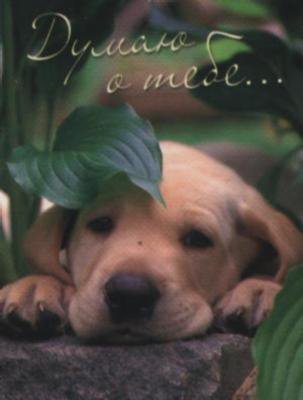 пёсик - животные, собака - оригинал