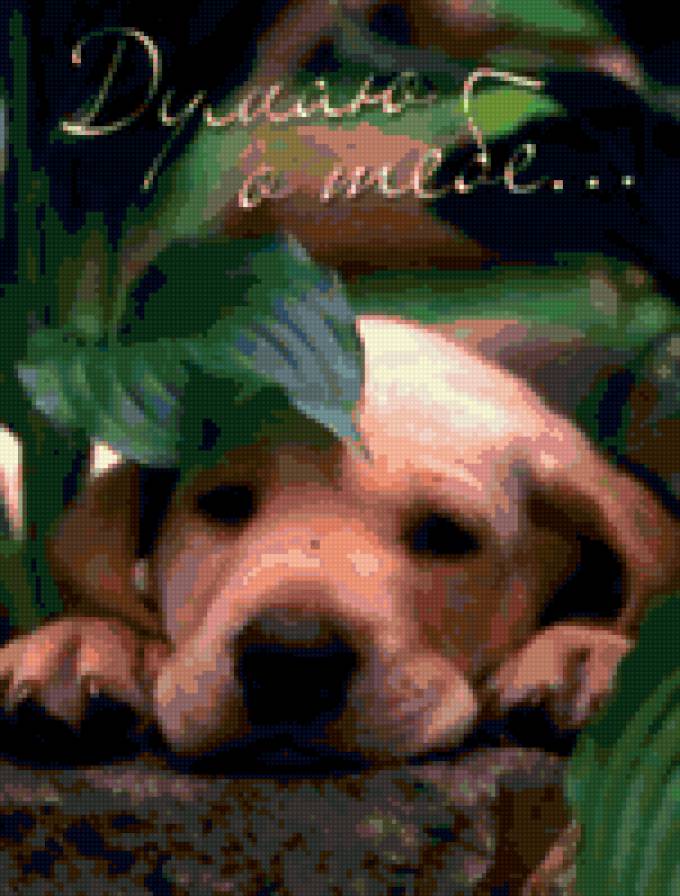 пёсик - животные, собака - предпросмотр