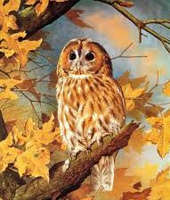 Схема вышивки «сова»