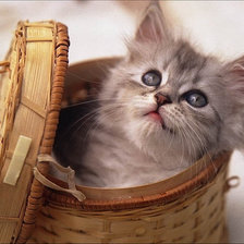 Схема вышивки «корзина с котиком»