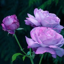 Схема вышивки «розы»