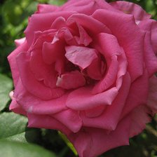 Схема вышивки «роза»