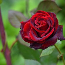 Схема вышивки «роза»