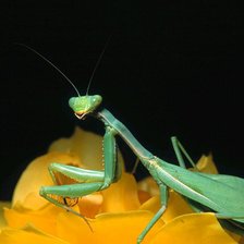 Схема вышивки «Bogomol»