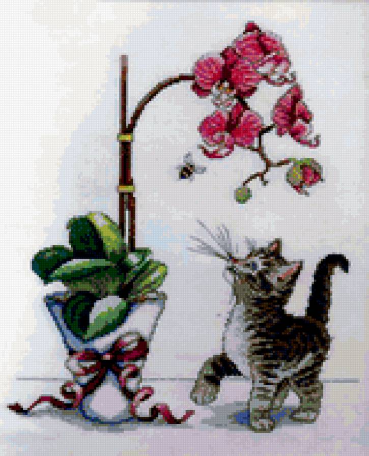 Орхидея - котенок, орхидея, цветы - предпросмотр