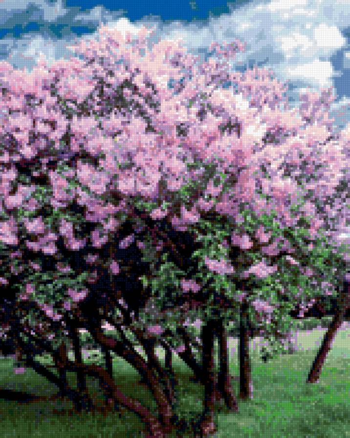 Цветущая сирень - цветущая сирень, сирень, цветы, дерево - предпросмотр