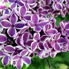 Схема вышивки «Веточка сирени»