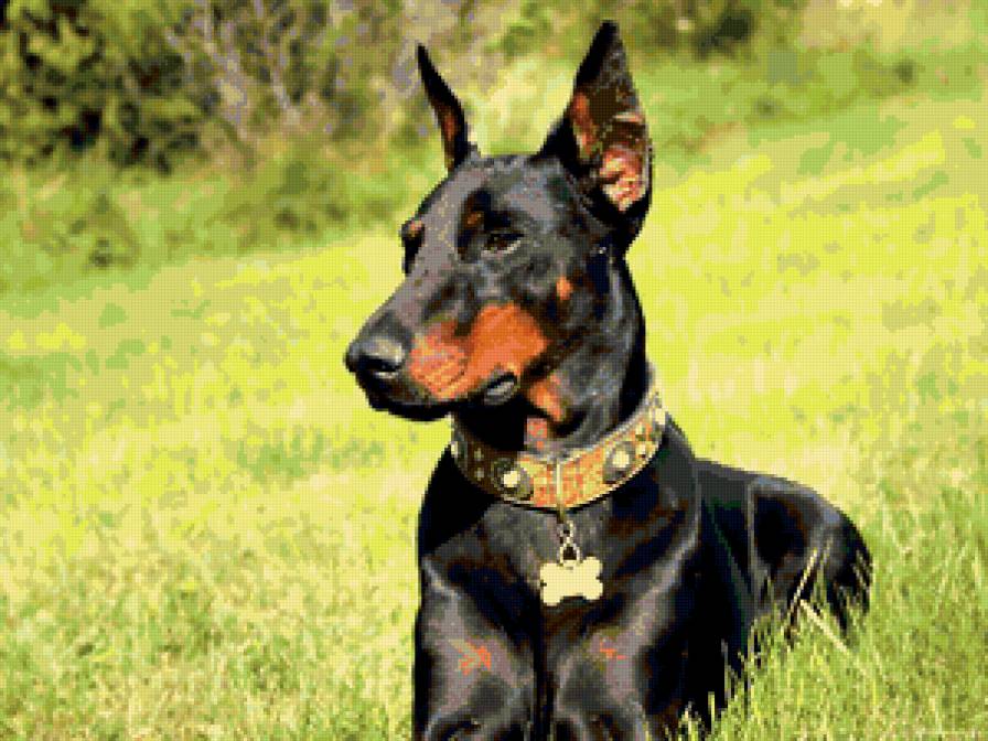 Доберман - доберман, собака - предпросмотр