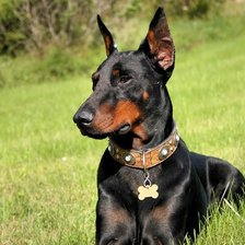 Доберман