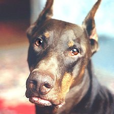 Схема вышивки «доберман»