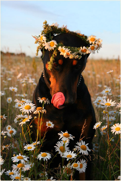 доберманка - доберман, собаки - оригинал