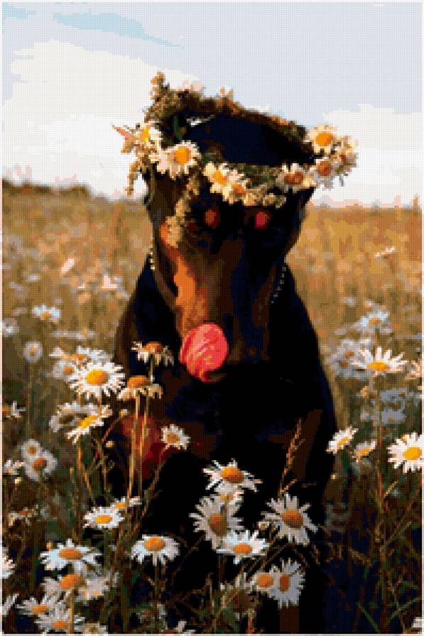 доберманка - доберман, собаки - предпросмотр