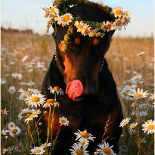 доберманка