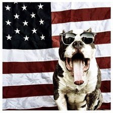 Схема вышивки «Амстафф»