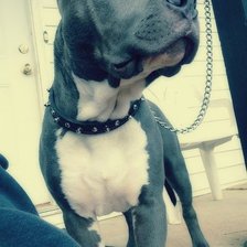 Схема вышивки «амстафф»