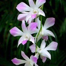 Схема вышивки «Цветы»