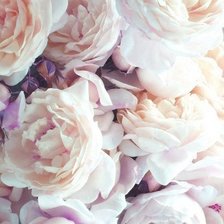 Схема вышивки «Пионы»