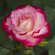 Схема вышивки «роза»