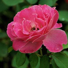 Схема вышивки «роза»