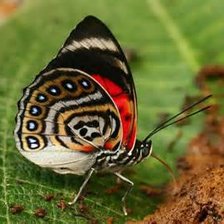 Схема вышивки «Бабочка»