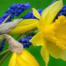 Ассорти цветов