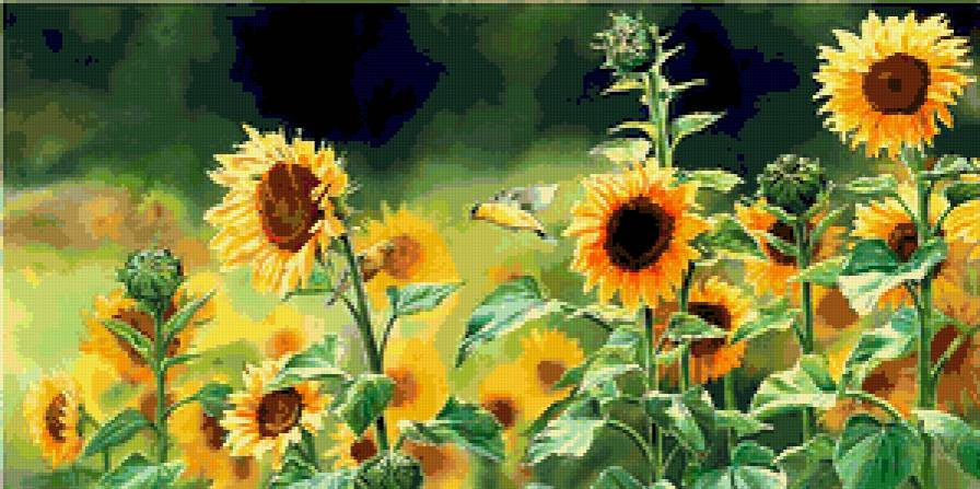 поле подсолнухов - предпросмотр