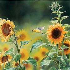 поле подсолнухов