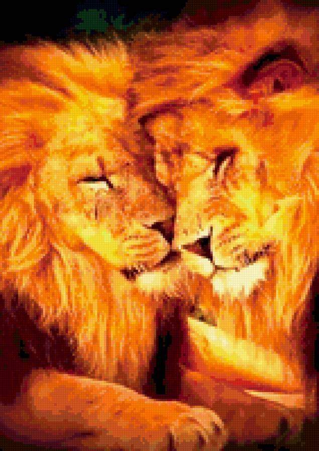 львы - львы, пара - предпросмотр