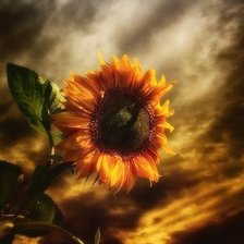 Схема вышивки «подсолнух»