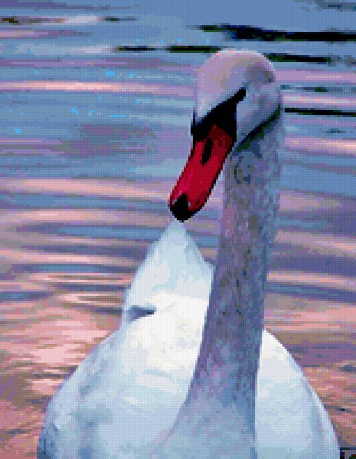 лебедь - птица, портрет, вода, лебедь - предпросмотр