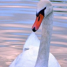 Схема вышивки «лебедь»