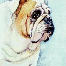 Схема вышивки «бульдог»