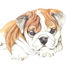 Схема вышивки «щенок бульдога»