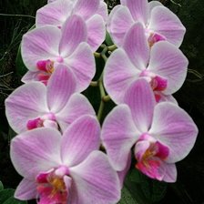 Схема вышивки «Орхидея»