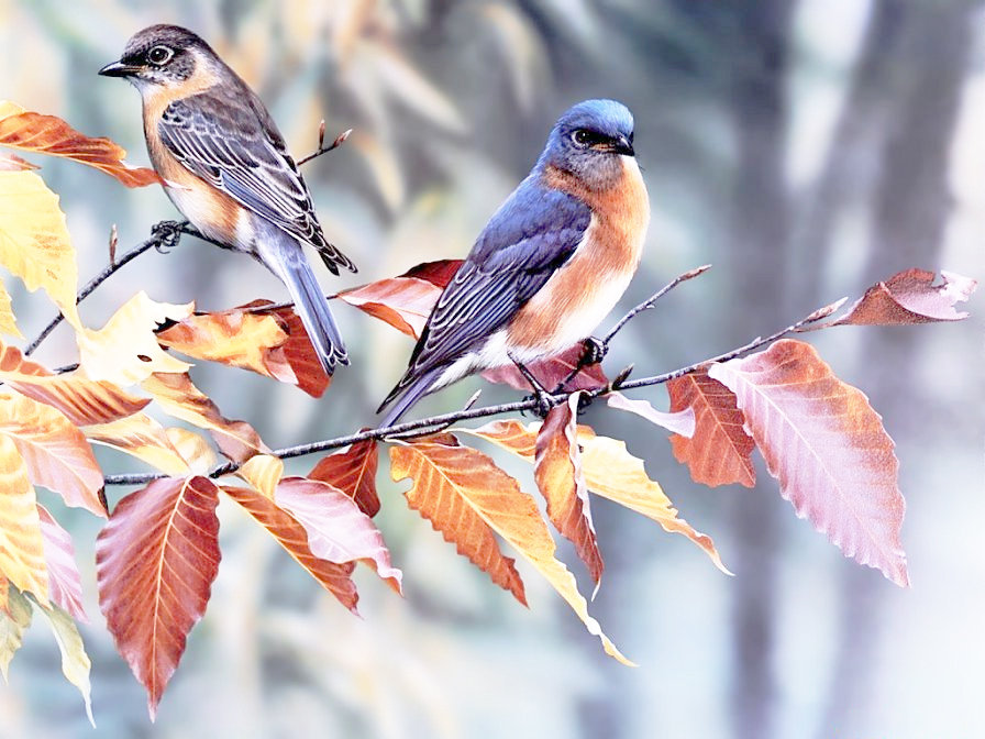 Птички - птицы - оригинал