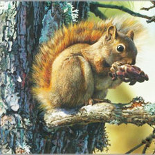 Схема вышивки «Белочка»