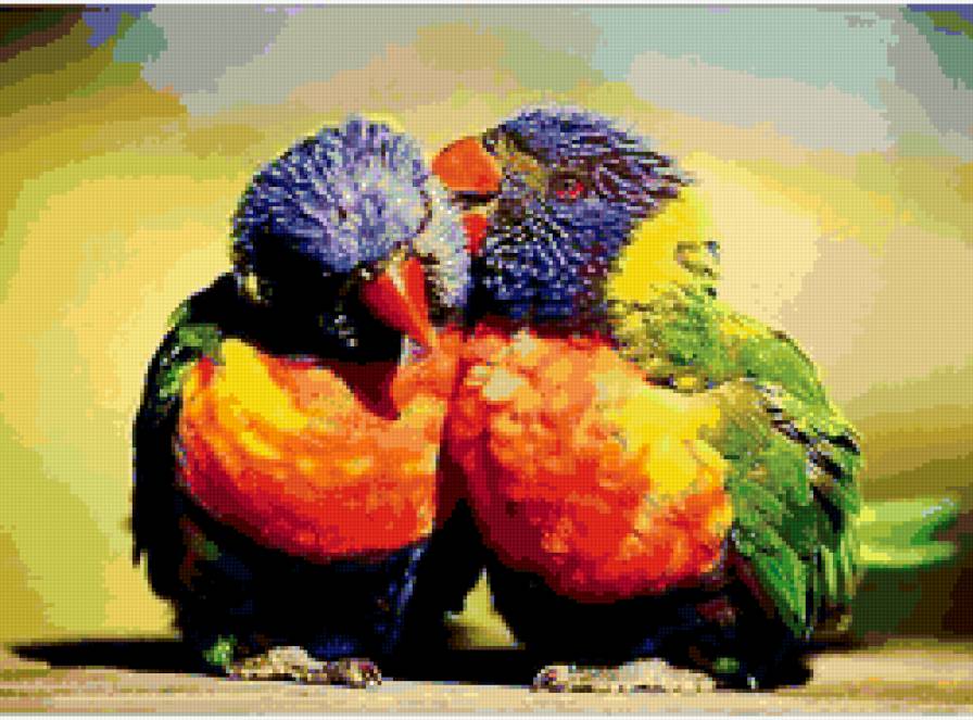 попугайчики Лори - попугай - предпросмотр