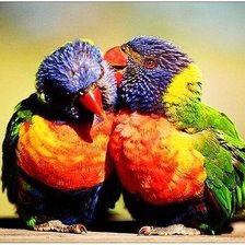 попугайчики Лори