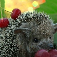 Схема вышивки «ежик»