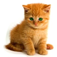 рыжий котёнок